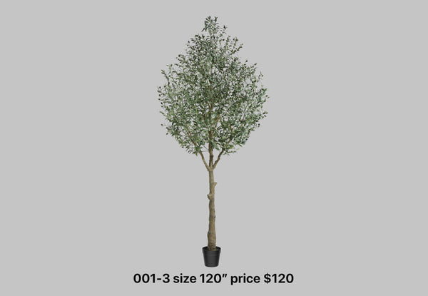 Tall Rustic Olive Tree