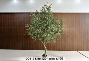 Majestic Olive Tree
