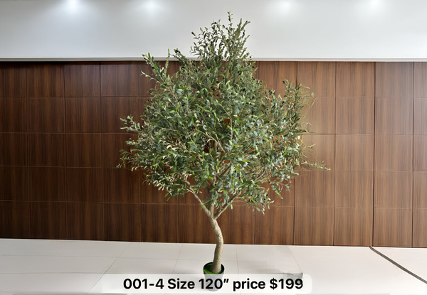 Majestic Olive Tree